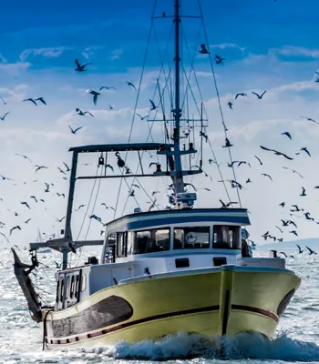 Bateaux de pêche