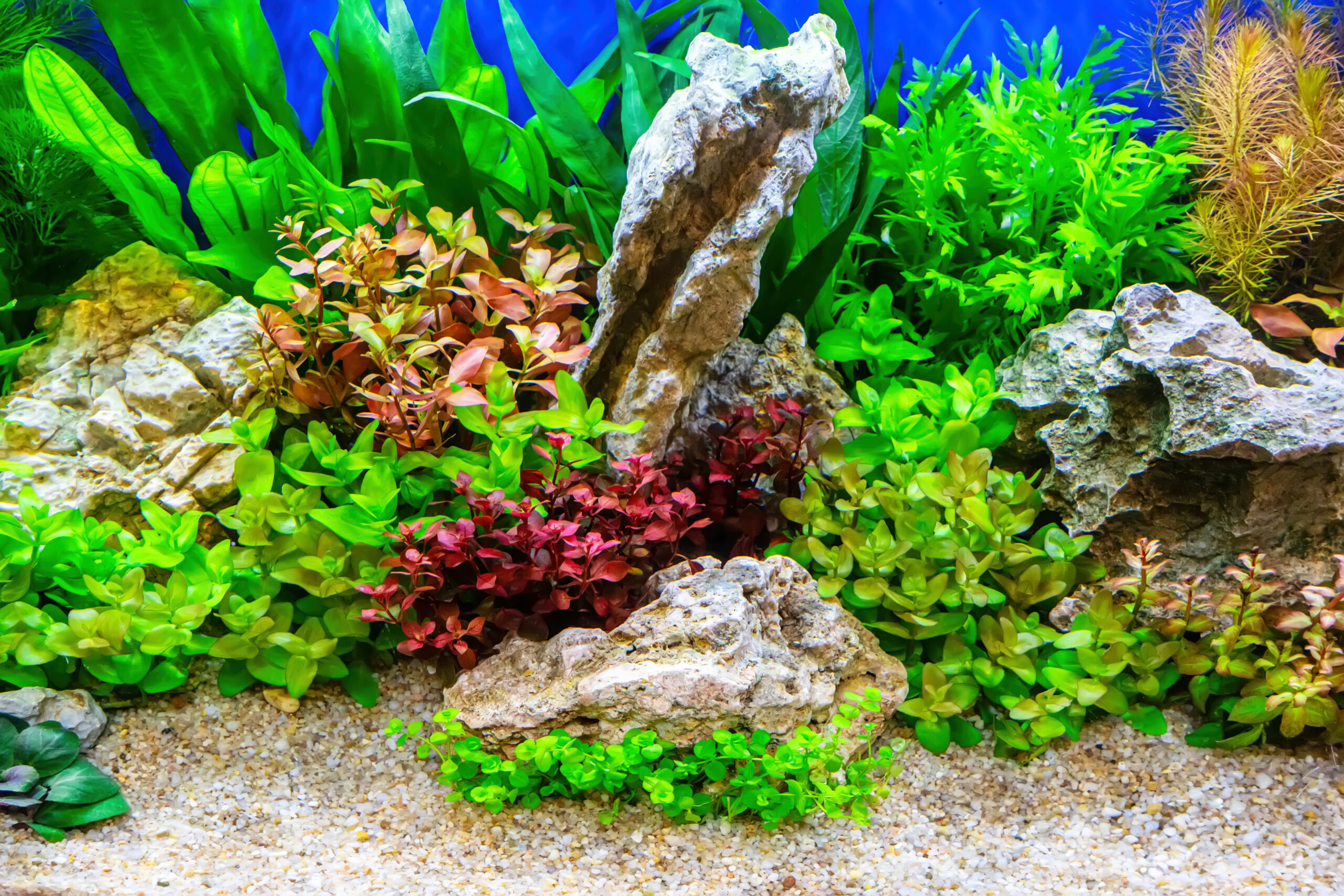 plantes aquatiques